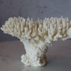 Coral Bloom